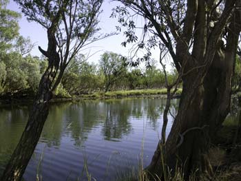 Bluebush on Mornington
