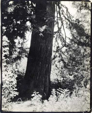Californian Redwood