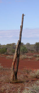 Wooden telegraph pole