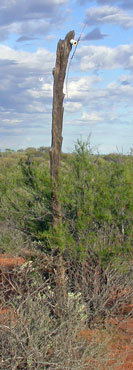 Wooden telegraph pole