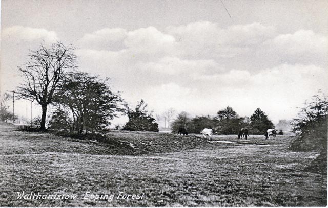 Cows at Walthamstow