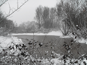Frozen Pond at Bell Common 